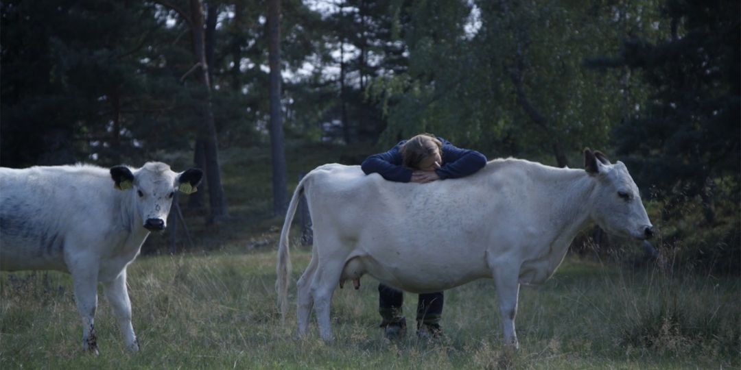 två kor och en person so hänger över en av dem